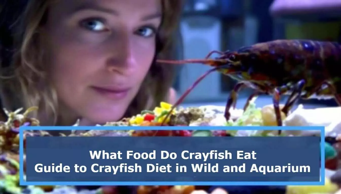 A woman observes a crayfish eating, pondering, 