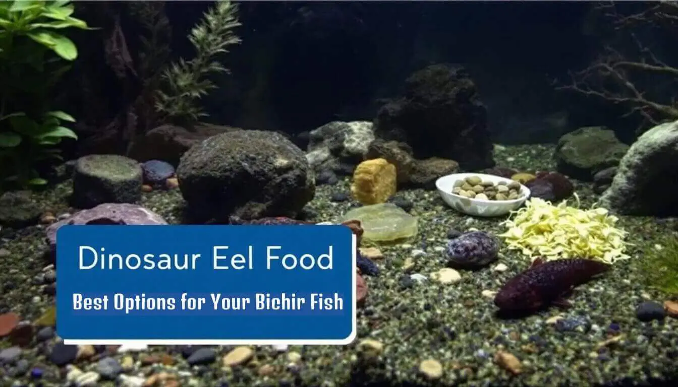 Aquarium featuring diverse rocks and plants, alongside bowls of specialized dinosaur eel food for bichir fish. Text overlay: 