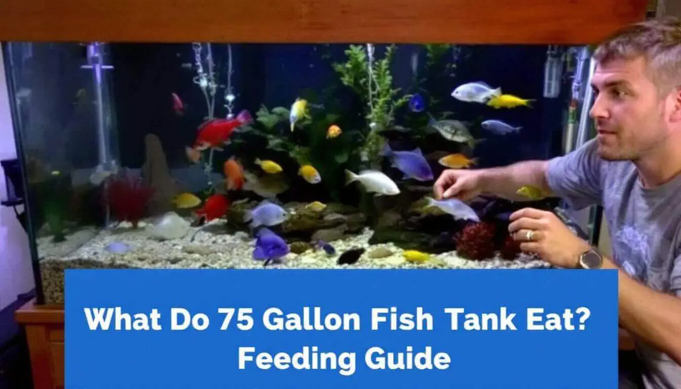 Person pointing at fish in a large aquarium with a variety of colorful fish. Text overlay says, 