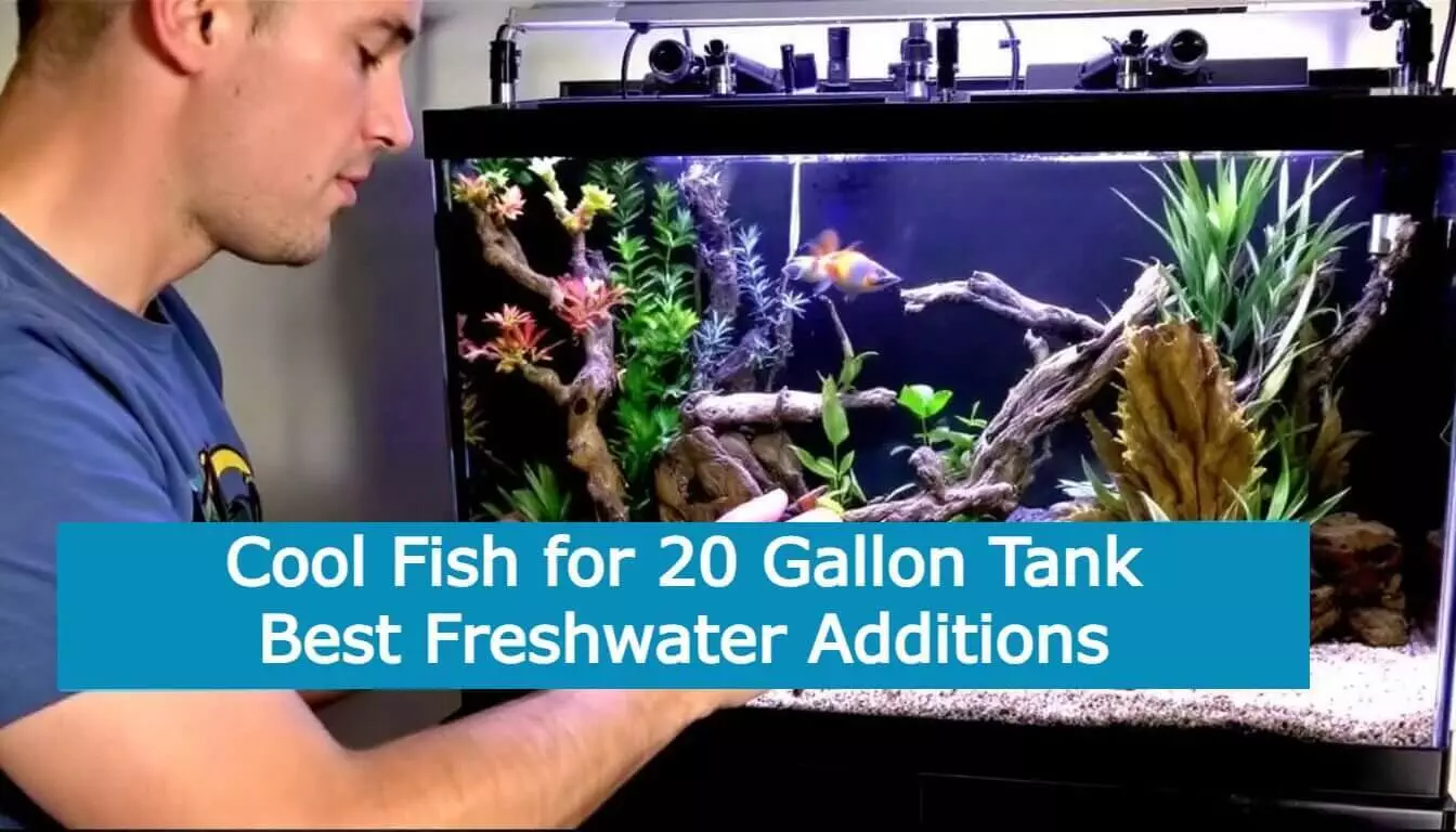 Setting up a vibrant 20-gallon aquarium with lush plants and lively fish. Text overlay reads, 