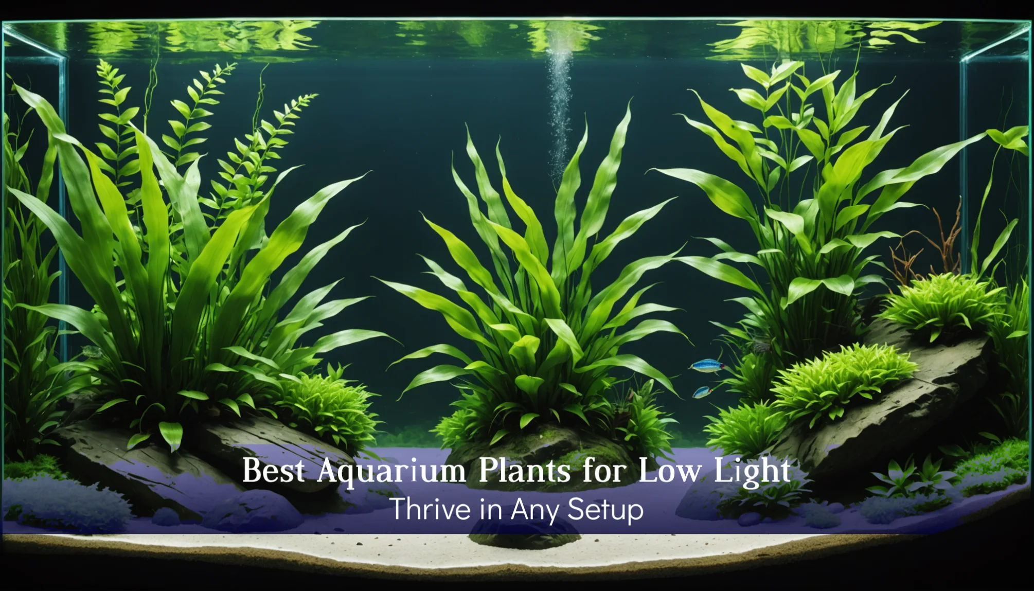 Discover an aquarium filled with lush green aquatic plants artfully arranged among rocks, perfectly suited for any setup. Text: 