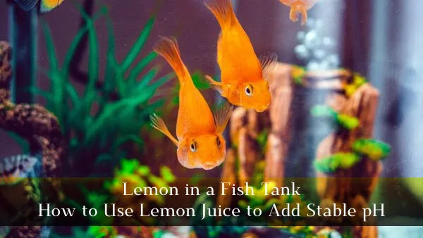 Two orange fish swim in a decorated aquarium with green plants; text over the image discusses adding lemon in a fish tank to help stabilize pH levels.
